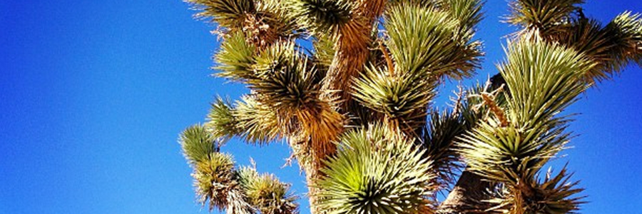 Joshua tree