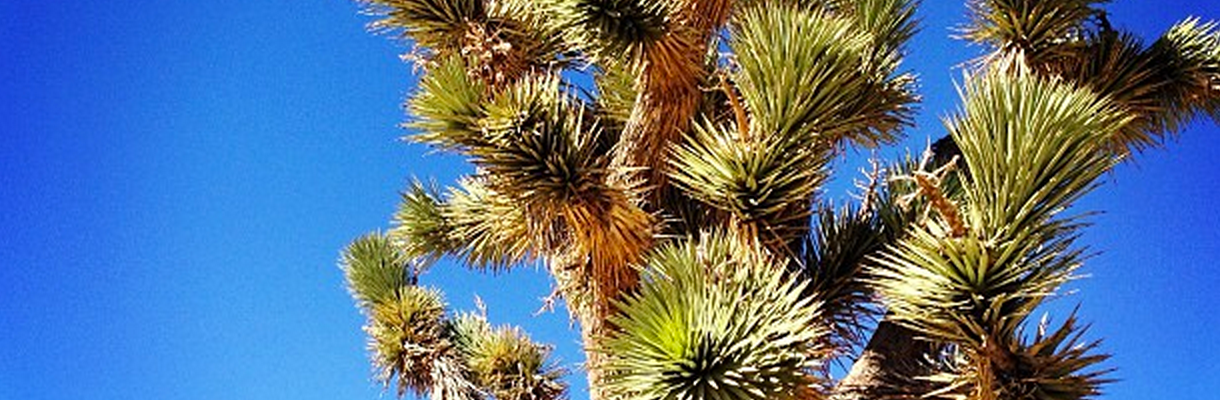 Joshua tree