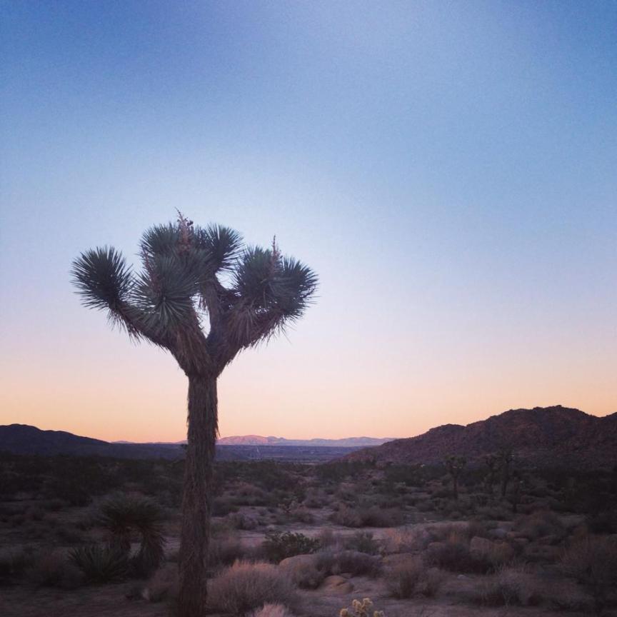 Sunset in Joshua Tree